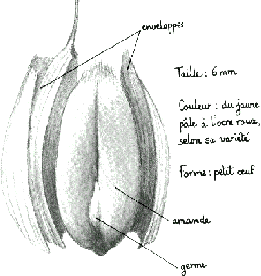 Un grain de bl.